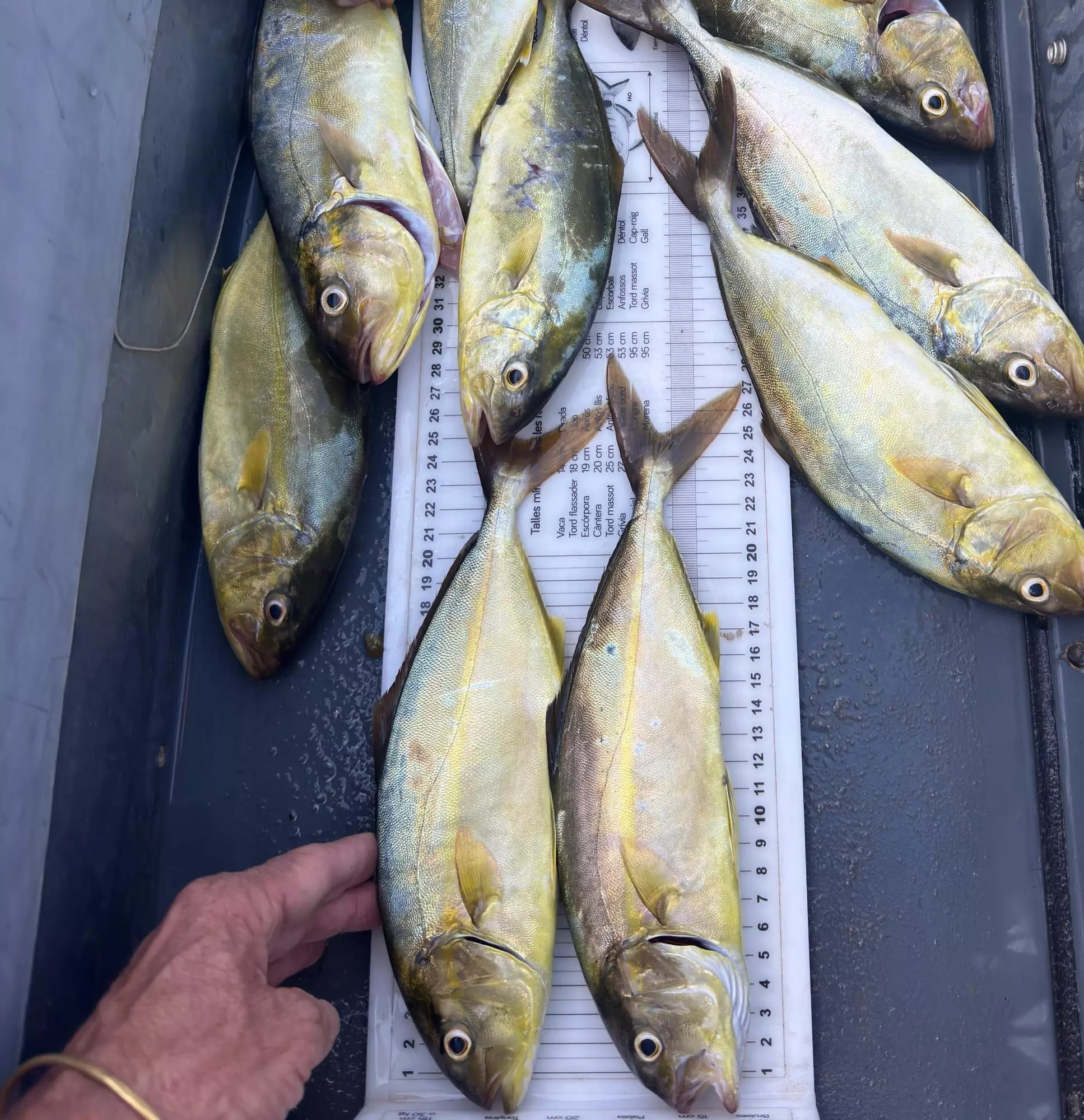 Pescados por debajo de la talla mínima. CAIB Pescados por debajo de la talla mínima. CAIB