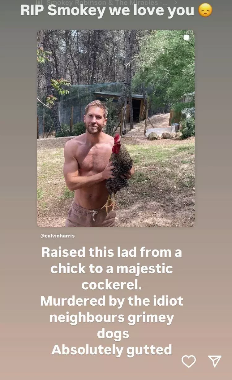 Calvin Harris y la despedida a su gallo. @calvinharris