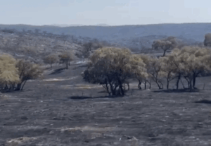 Incendio en la finca de Jandilla
