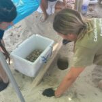 El primer nido de tortuga marina localizado en Ibiza este verano