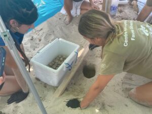 El primer nido de tortuga marina localizado en Ibiza este verano