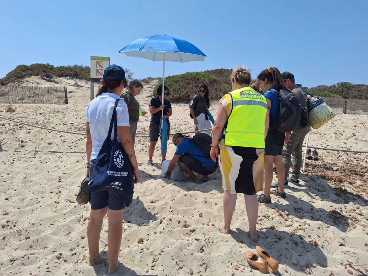 El primer nido de tortuga marina localizado en Ibiza este verano1
