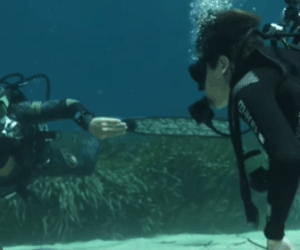 Buzos encontraron un &aacute;nfora romana en el mar de Formentera.