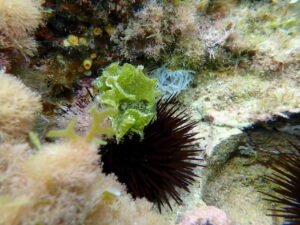 Foto submarina con lechuga de mar y erizo comun (Paracentrotus lividus) en primer plano.
