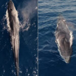 Drone registra a una de las ballenas m&aacute;s grandes del planeta nadando frente a Ibiza