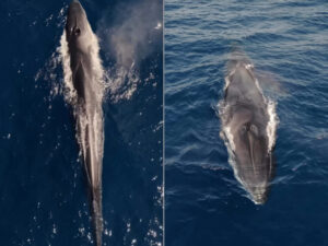 Ballena captada en Ibiza