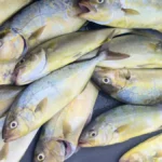 Verderol o Pez Limón decomisados. CAIB