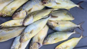 Verderol o Pez Lim&oacute;n decomisados. CAIB