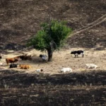 El &aacute;rbol &lsquo;milagro&rsquo; de Tres Cantos revela el poder del ganado como cortafuegos natural