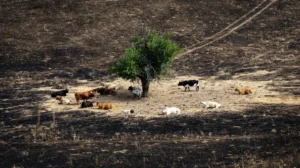El arbol 'milagro' del incendio de Tres Cantos