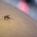 Refuerzan la vigilancia tras el primer caso de Fiebre del Nilo en Baleares