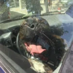 Perro encerrado en un vehículo.