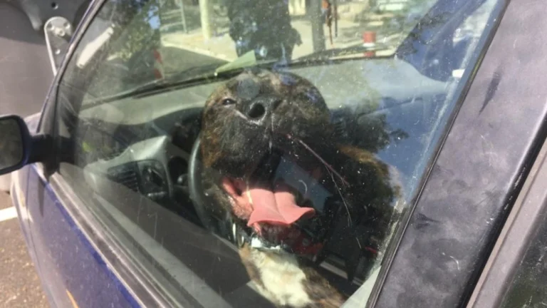 Perro encerrado en un vehículo.