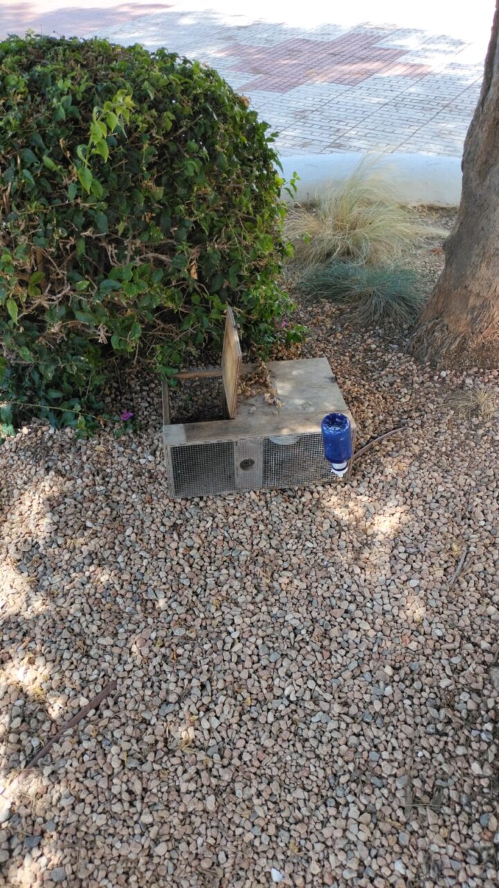 20250903 Santa Eulària denuncia la vandalización de sus trampas para capturar serpientes
