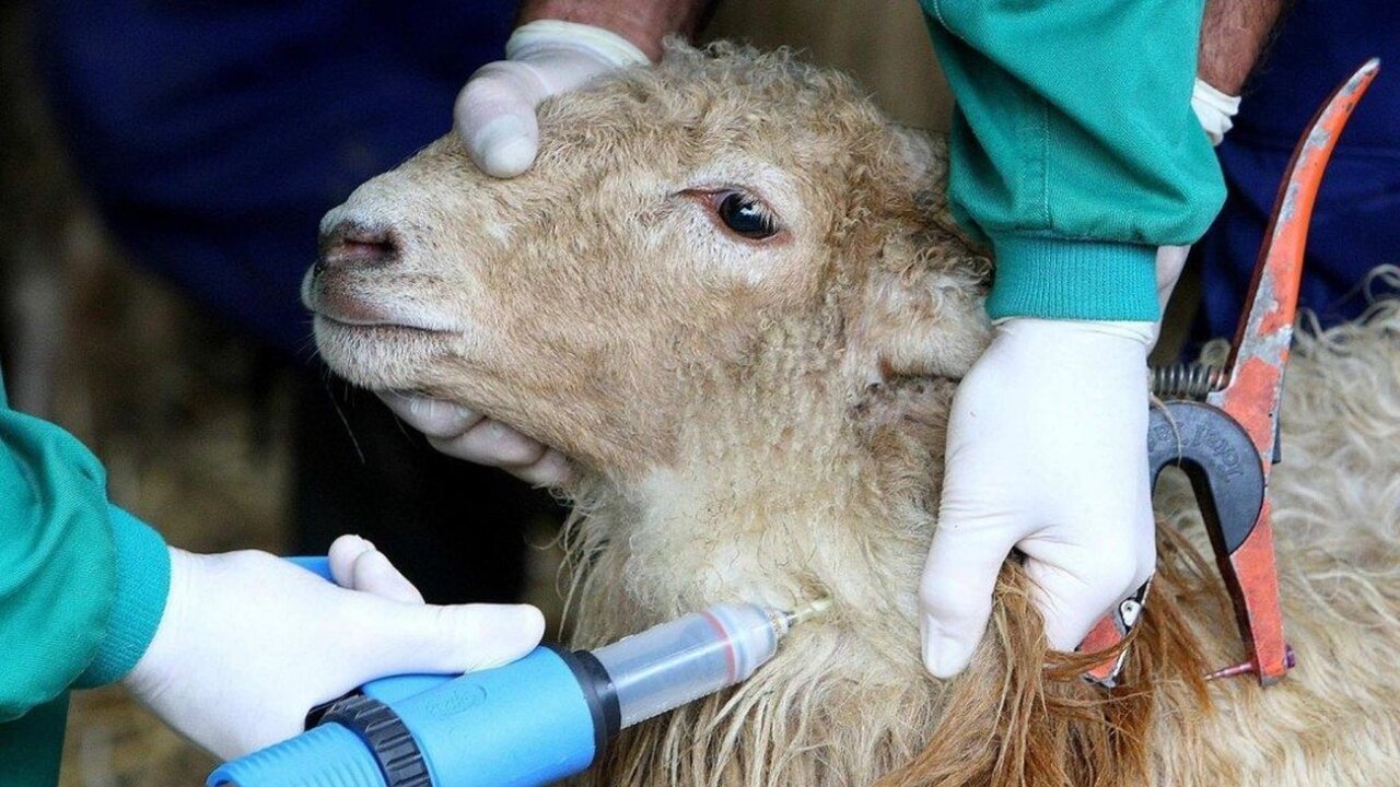 Un animal es vacunado.
