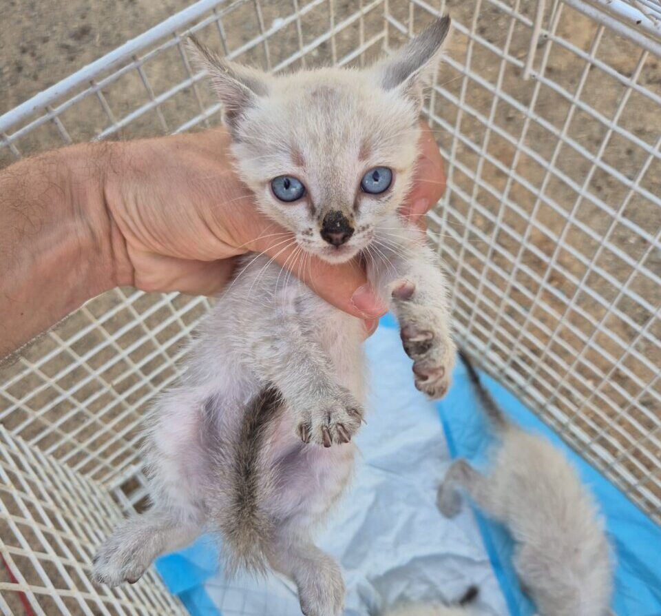 Gatos