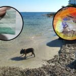 Perros envenenados por droga en Ibiza: &ldquo;Se ha instaurado una mafia&rdquo;
