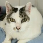 Animalistas reclaman investigar el CEPAD tras denuncias por el cuidado de gatos y perros