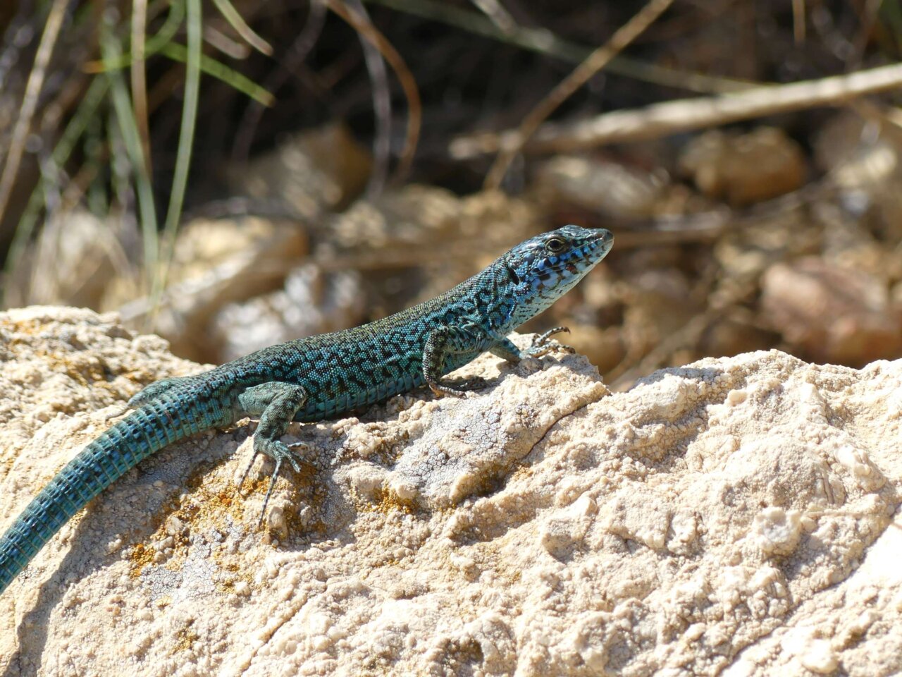Lagartija