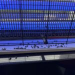 Empeora la plaga de moscas en Ca na Putxa y los vecinos denuncian también malos olores y gases
