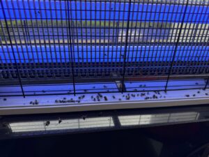 Moscas foto 1 22 08 2025