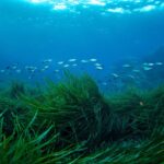 El calor del mar en Ibiza pone en peligro la posidonia: temperaturas extremas nunca vistas en el Mediterráneo