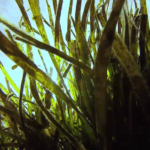 Posidonia