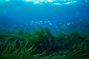 Posidonia