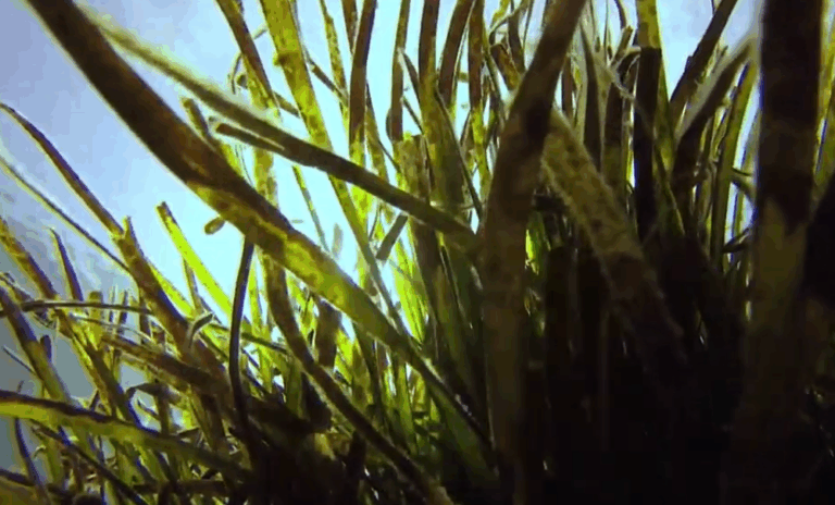 Posidonia