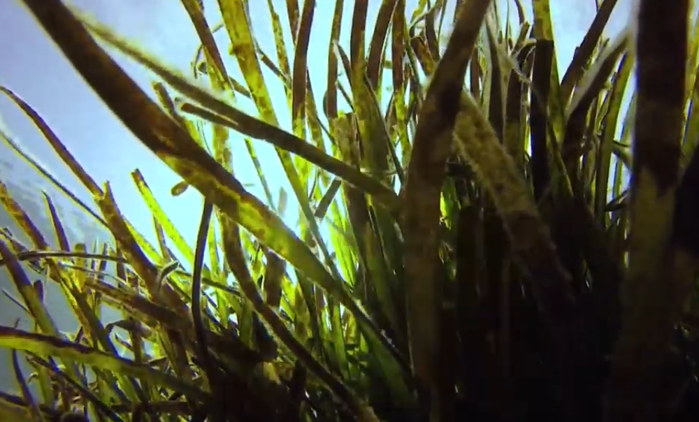 Posidonia