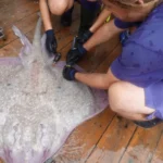 Vigilan a rayas y tiburones en Ibiza y Formentera: qué descubren los científicos