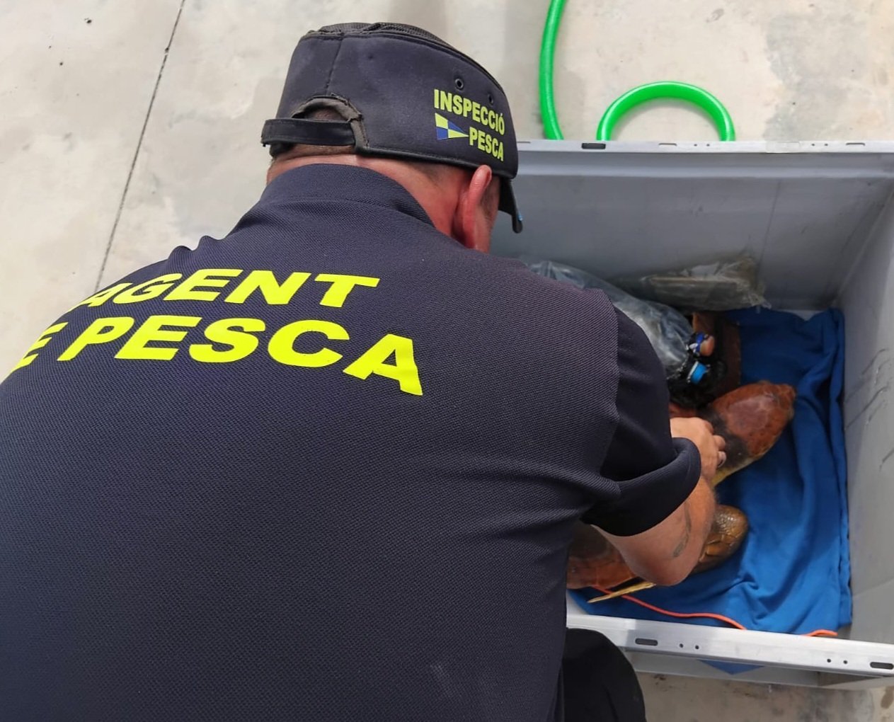 Rescate de tortuga marina