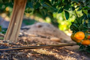 Riego de citricos regaber 1030x687