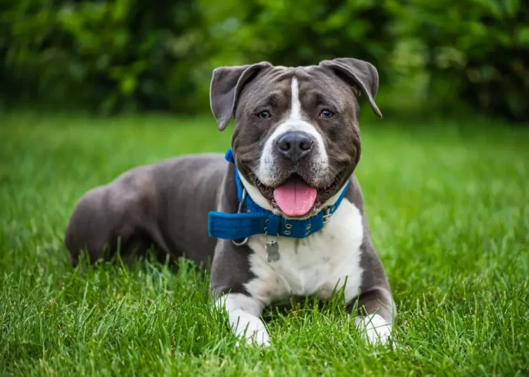 Staffordshire Bull Terrier Problems Comprehensive Guide to Common Issues.webp