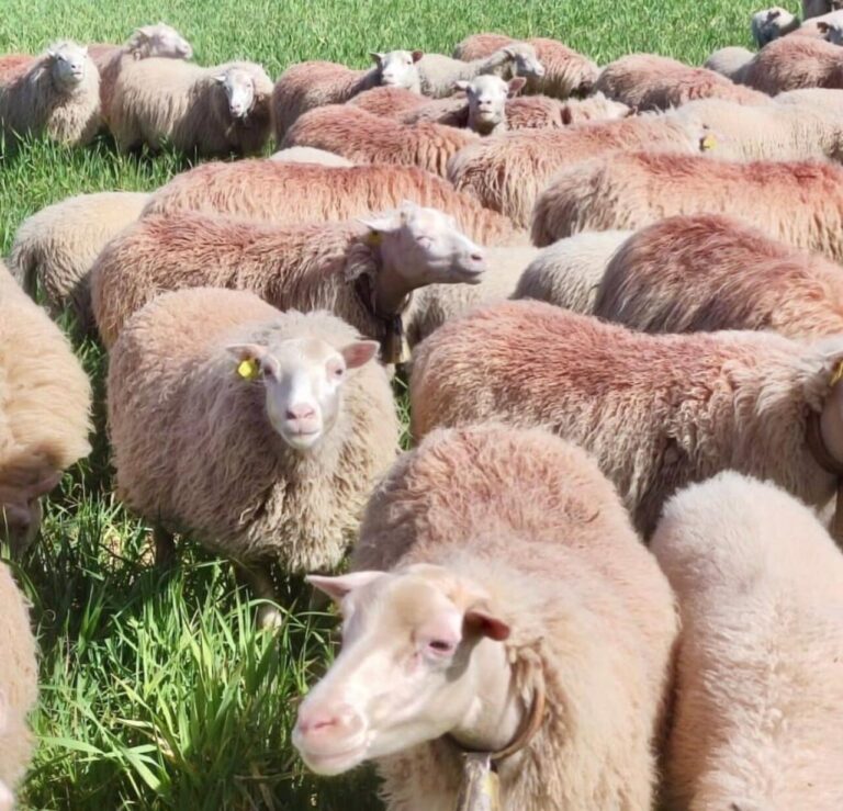 Un grupo de ovejas.