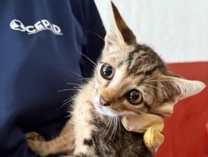 Centro de Protección de Animales Domésticos de Ibiza