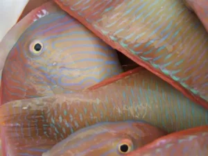 image editor output image1451336482 1756815434806.webp