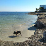 Un perro en una playa de Ibiza.
