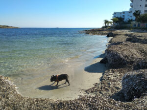 Un perro en una playa de Ibiza.