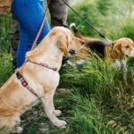 Las mejores rutas pet friendly para disfrutar con tu mascota en el norte de Ibiza