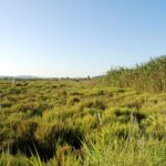 Amigos de la Tierra pide recuperar Ses Feixes como espacio natural clave de Ibiza
