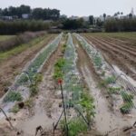 Cultivos en un campo tras intensas lluvias en Ibiza