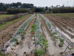 Cultivos en un campo tras intensas lluvias en Ibiza