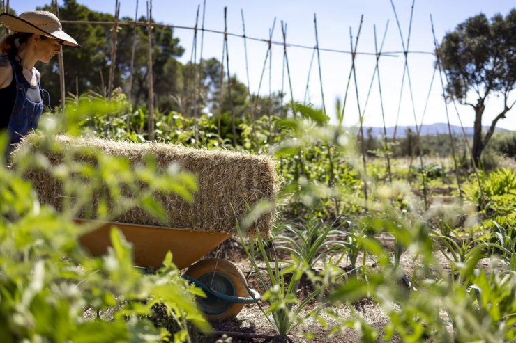 Persona trabajando en un campo agrícola en Baleares con una carretilla