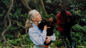 Jane Goodall sosteniendo un chimpanc&eacute; en un entorno natural.