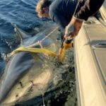 El regreso de una bestia del oc&eacute;ano: reapareci&oacute; el tibur&oacute;n blanco m&aacute;s grande del mundo que intriga a los cient&iacute;ficos