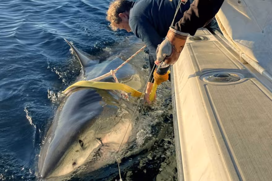 El regreso de una bestia del océano: reapareció el tiburón blanco más grande del mundo que intriga a los científicos
