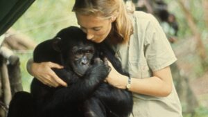Jane Goodall abrazando a un chimpancé en el Parque Nacional de Gombe