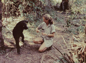 Jane Goodall interactuando con un chimpancé en la selva