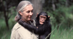 Jane Goodall sosteniendo un chimpancé en un entorno natural